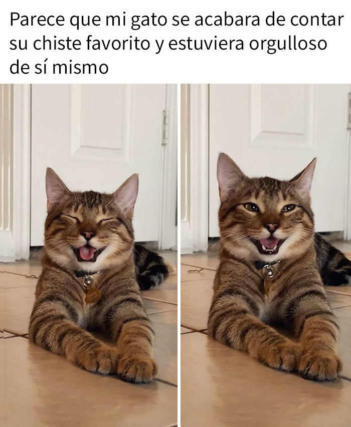 gatobroma 00