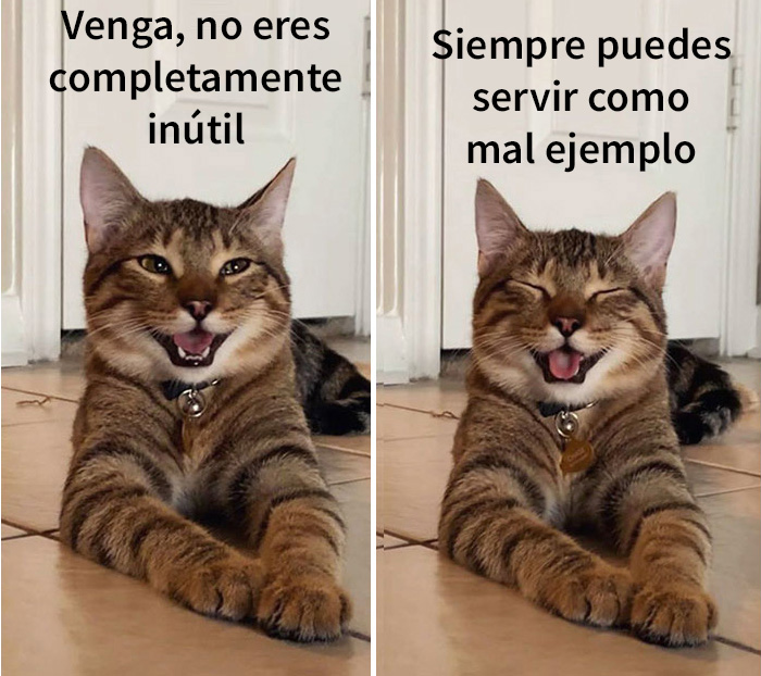 gatobroma 01 5e304d9af3828 700