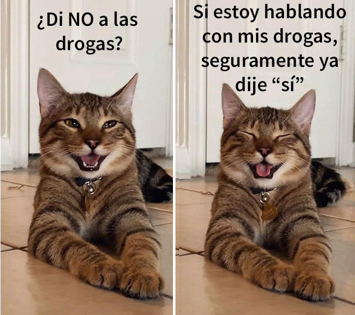 gatobroma 02 5e304d9c31bc5 700