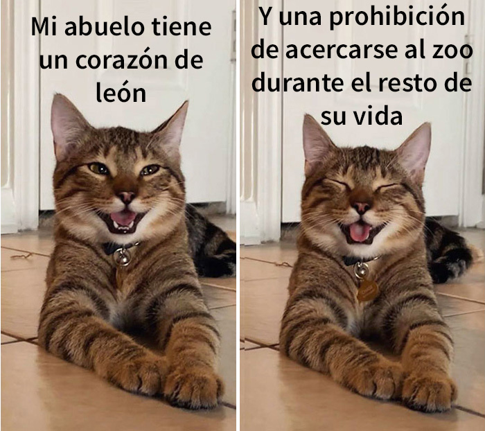 gatobroma 03 5e304d9d7cc71 700