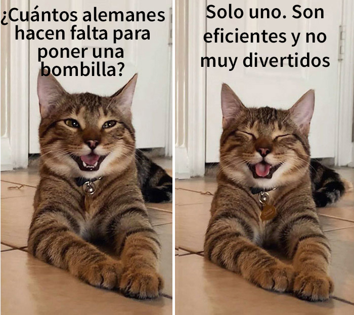 gatobroma 05 5e304d9ff13e9 700