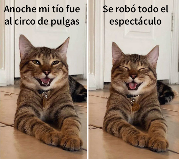 gatobroma 07 5e304da400d47 700