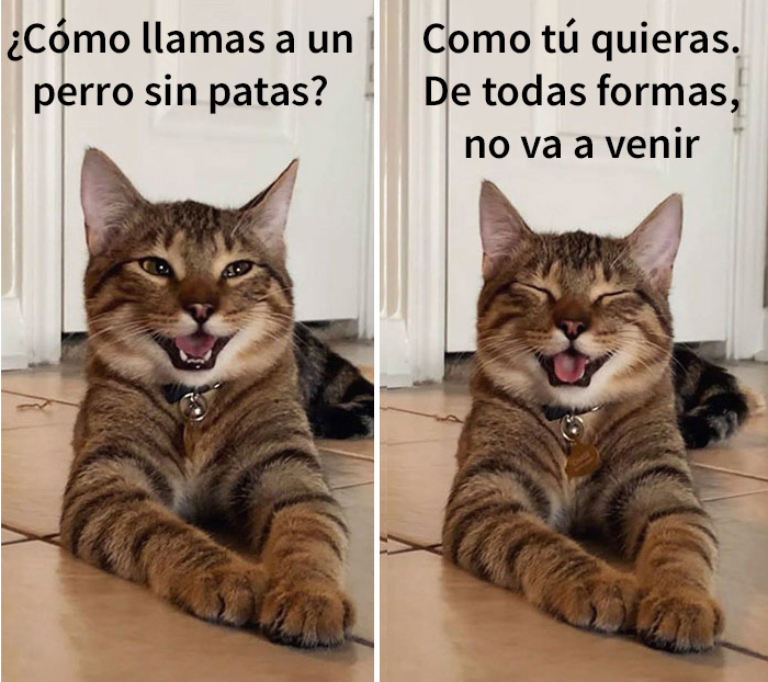 gatobroma 08 5e304da605d5c 700