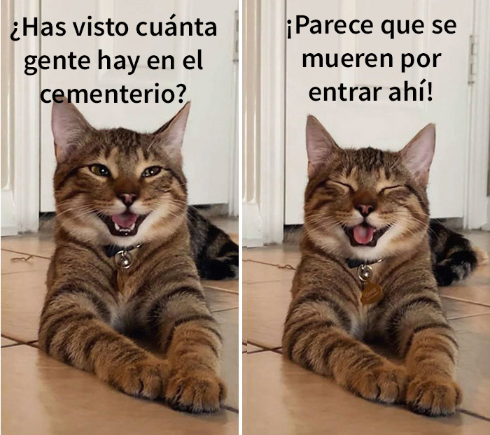 gatobroma 09 5e304da7f3e37 700