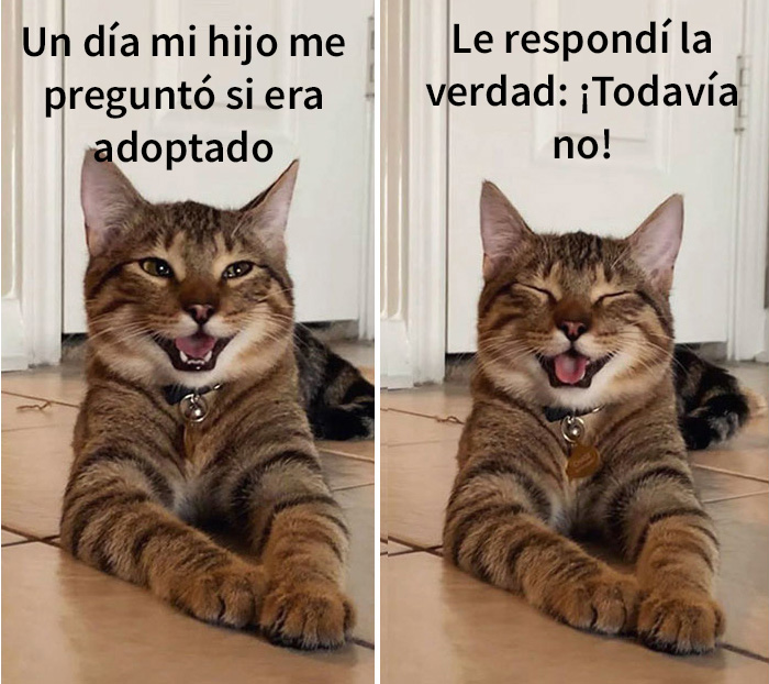 gatobroma 10 5e304daa18865 700