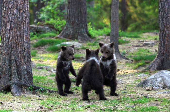 dancing baby bears cubs photography valtteri mulkahainen 1 1 5e46a1f555003 700 dancing baby bears cubs photography valtteri mulkahainen 1 1 5e46a1f555003 700