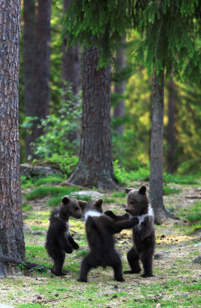 dancing baby bears cubs photography valtteri mulkahainen 1 10 5e46a20765507 700 dancing baby bears cubs photography valtteri mulkahainen 1 10 5e46a20765507 700