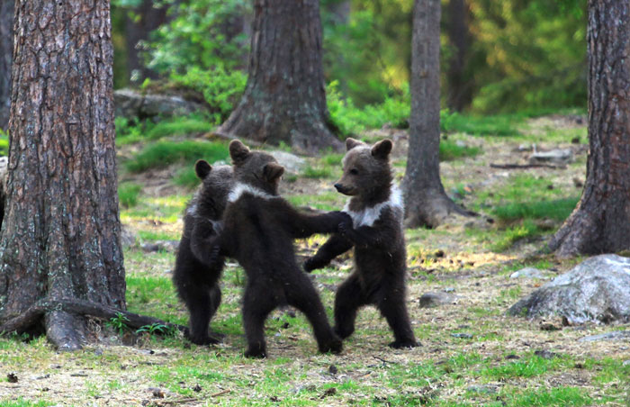 dancing baby bears cubs photography valtteri mulkahainen 1 2 5e46a1f72d0b5 700 dancing baby bears cubs photography valtteri mulkahainen 1 2 5e46a1f72d0b5 700