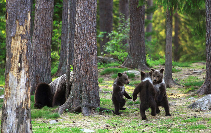 dancing baby bears cubs photography valtteri mulkahainen 1 3 5e46a1f94b22c 700 dancing baby bears cubs photography valtteri mulkahainen 1 3 5e46a1f94b22c 700