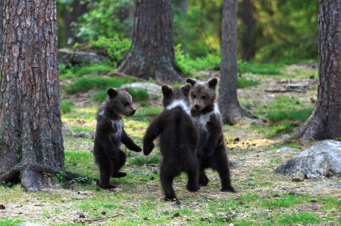 dancing baby bears cubs photography valtteri mulkahainen 1 4 5e46a1fb48398 700 dancing baby bears cubs photography valtteri mulkahainen 1 4 5e46a1fb48398 700