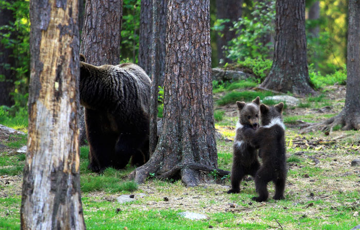 dancing baby bears cubs photography valtteri mulkahainen 1 5 5e46a1fd0342a 700 dancing baby bears cubs photography valtteri mulkahainen 1 5 5e46a1fd0342a 700
