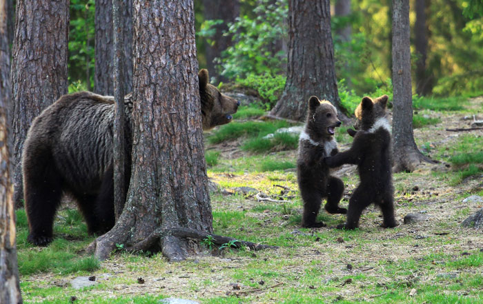dancing baby bears cubs photography valtteri mulkahainen 1 6 5e46a1febebe7 700 dancing baby bears cubs photography valtteri mulkahainen 1 6 5e46a1febebe7 700