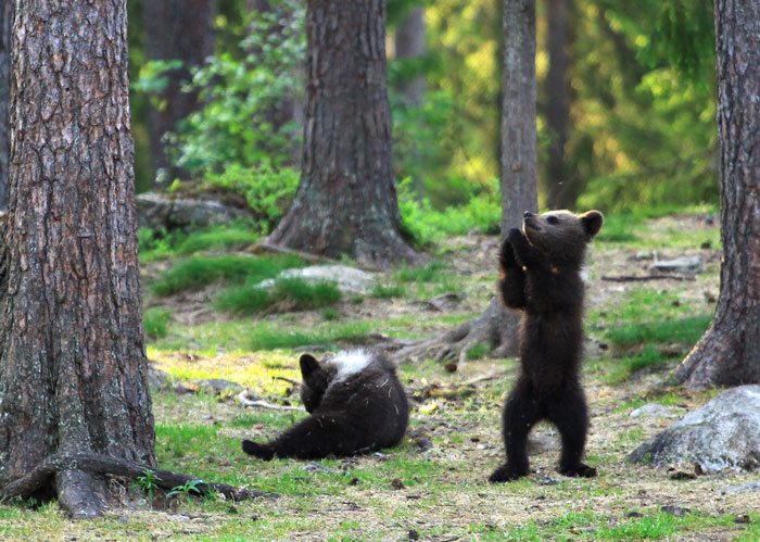 dancing baby bears cubs photography valtteri mulkahainen 1 7 5e46a20069399 700 dancing baby bears cubs photography valtteri mulkahainen 1 7 5e46a20069399 700