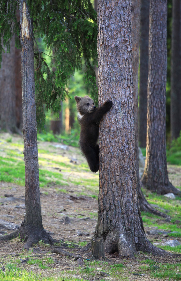 dancing baby bears cubs photography valtteri mulkahainen 1 8 5e46a20267d08 700 dancing baby bears cubs photography valtteri mulkahainen 1 8 5e46a20267d08 700