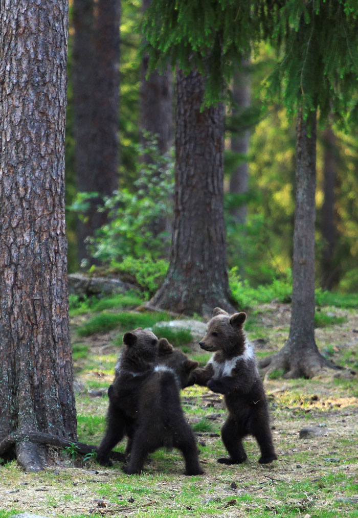 dancing baby bears cubs photography valtteri mulkahainen 1 9 5e46a2054a30b 700 dancing baby bears cubs photography valtteri mulkahainen 1 9 5e46a2054a30b 700
