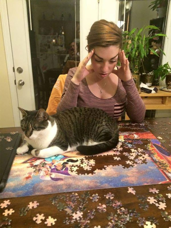 funny cats destroying puzzles 1 5e8ed77edf36e 700