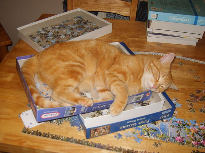 funny cats destroying puzzles 36 5e94112aa4268 700