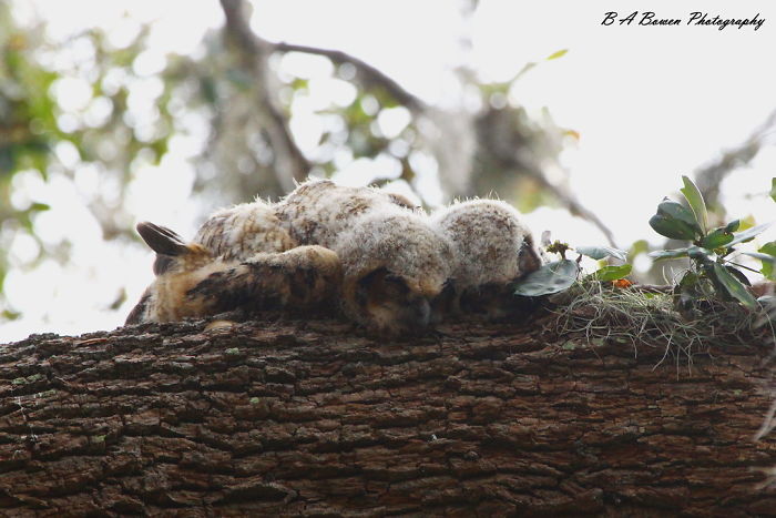 Animales - Naturaleza - Página 2 Sleeping-baby-owls-face-down-1-5ef2f3bfdfbab__700