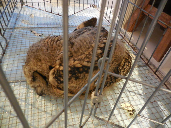 Animales - Naturaleza - Página 2 Sleeping-baby-owls-face-down-22-5ef2fc585e338__700