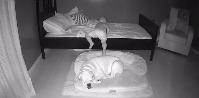 camera captures little boy sneaking out sleep with his dog 5f11a20d1133f 700
