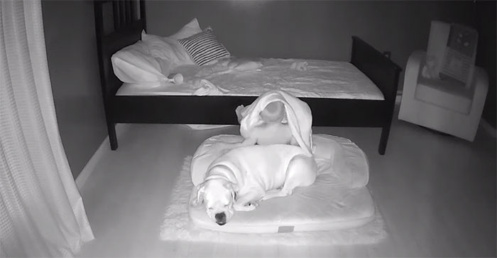 camera captures little boy sneaking out sleep with his dog 5f11a20e44dbe 700