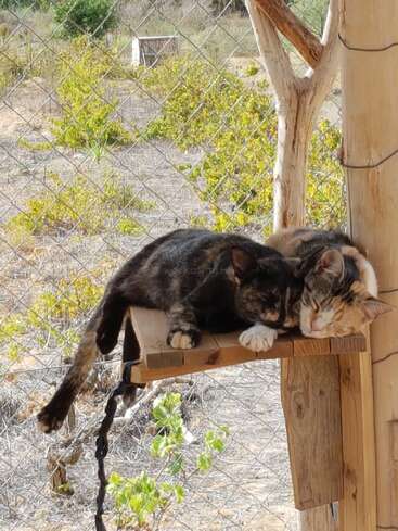 Gatos del proyecto rural