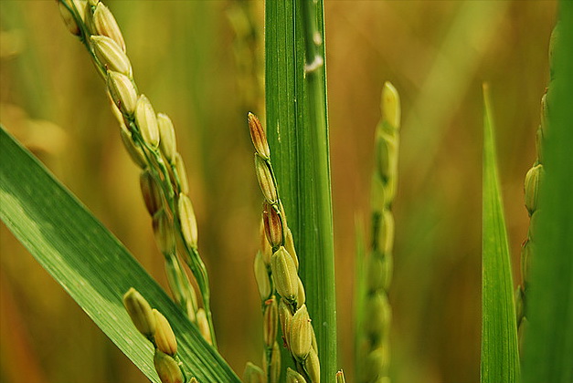 Plantas de arroz, imagen ilustrativa